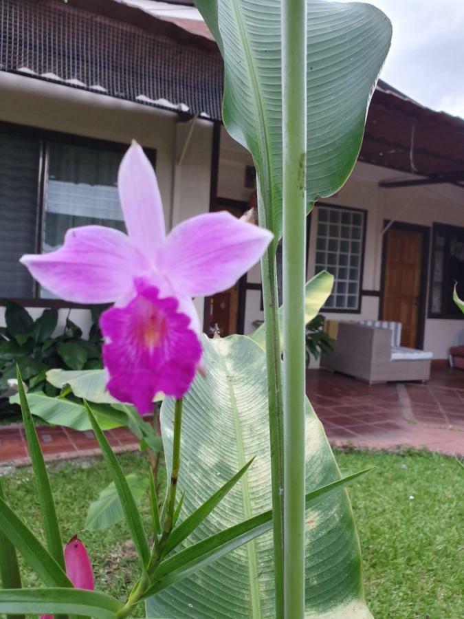 Turrialba Bed & Breakfast Ngoại thất bức ảnh
