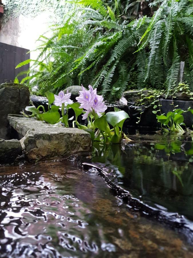 Turrialba Bed & Breakfast Ngoại thất bức ảnh
